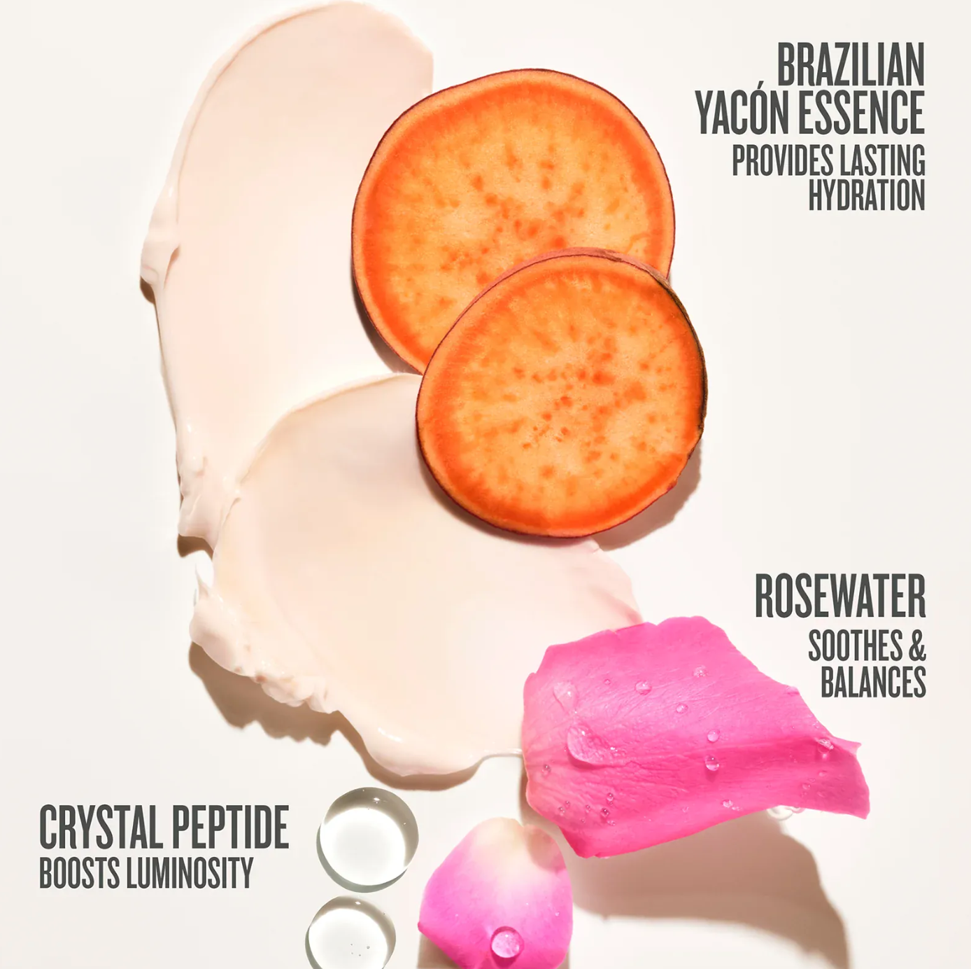 Rosa Charmosa™ DEWY CREAM Sol Janeiro