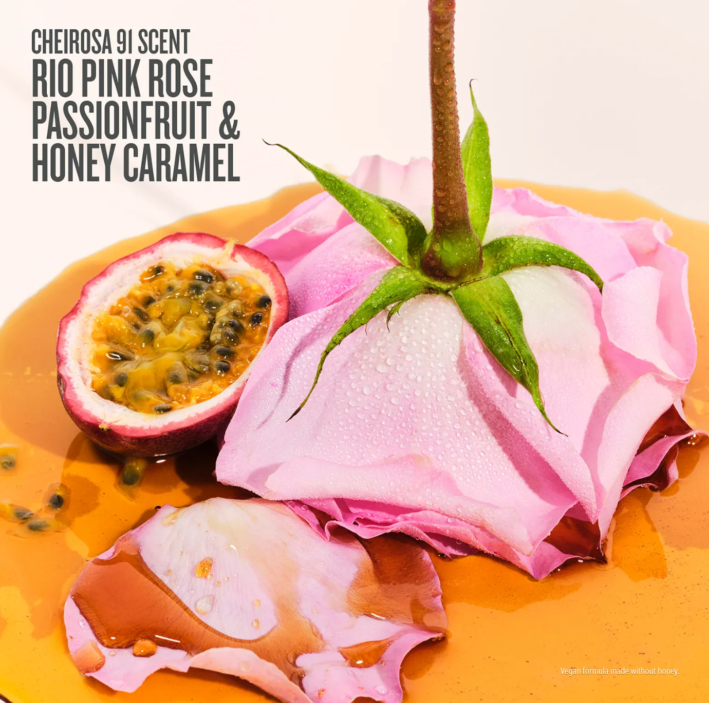 Rosa Charmosa™ DEWY CREAM Sol Janeiro